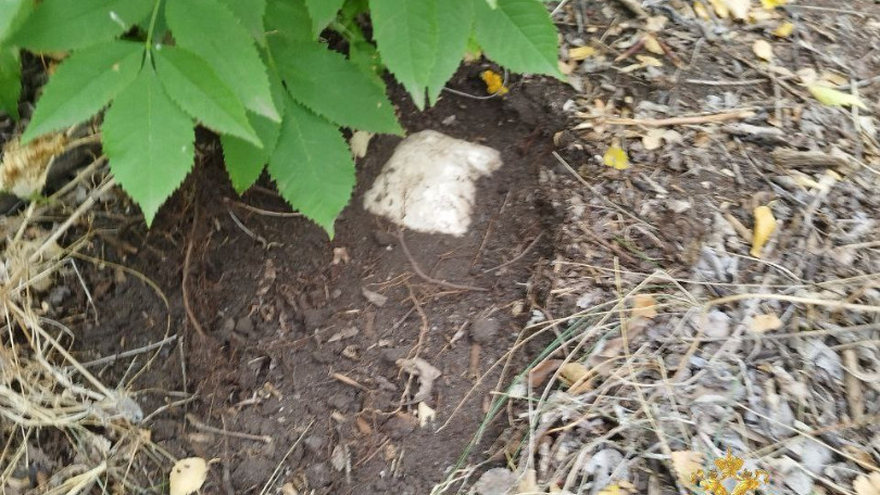 В Саратовской области поймали межрегионального наркокурьера: у него нашли 1,1 кг синтетики