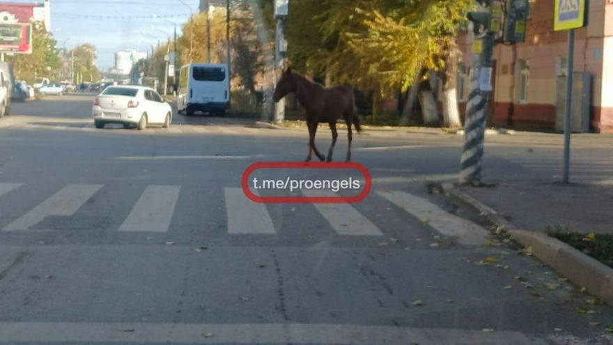 В Энгельсе объявили в розыск лошадь: хозяин предполагает, что ее украли