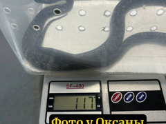Узорчатого полоза подлечили в Москве, а потом привезли в Саратов и выбросили умирать на холоде
