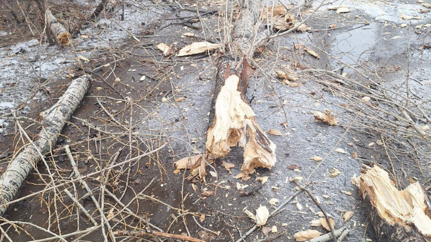 Упавшие деревья и заборы, разбитые автомобили, оборванные провода: Саратов накрыло штормом