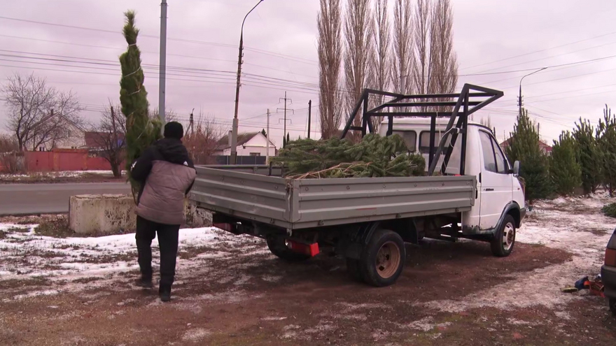 В Энгельсе ликвидировали незаконный елочный базар