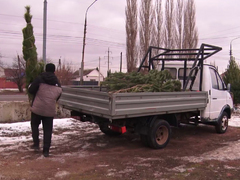 В Энгельсе ликвидировали незаконный елочный базар