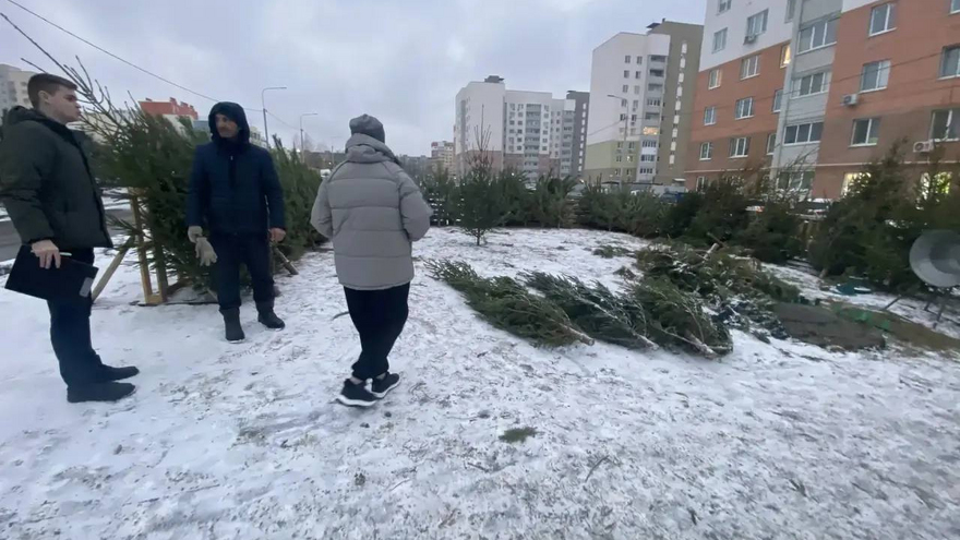 В Саратове объявили войну незаконной торговле елями