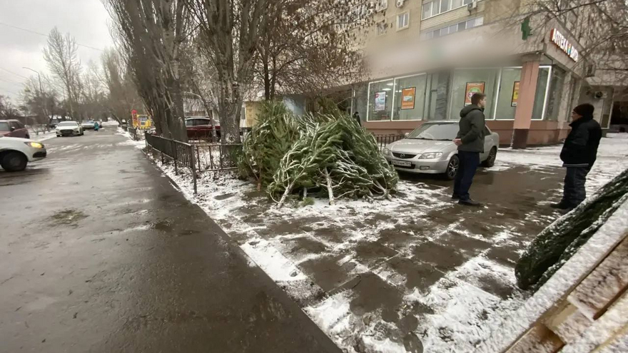 В Саратове объявили войну незаконной торговле елями