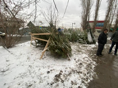 В Саратове объявили войну незаконной торговле елями