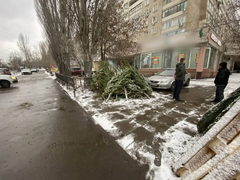 В Саратове объявили войну незаконной торговле елями