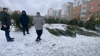 В Саратове объявили войну незаконной торговле елями