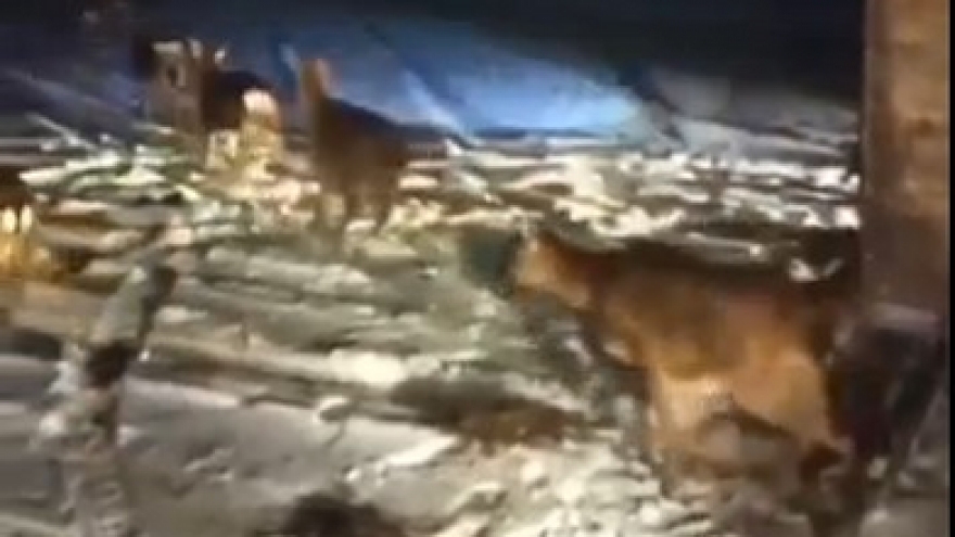 В Саратовскую область привезли стадо пятнистых оленей