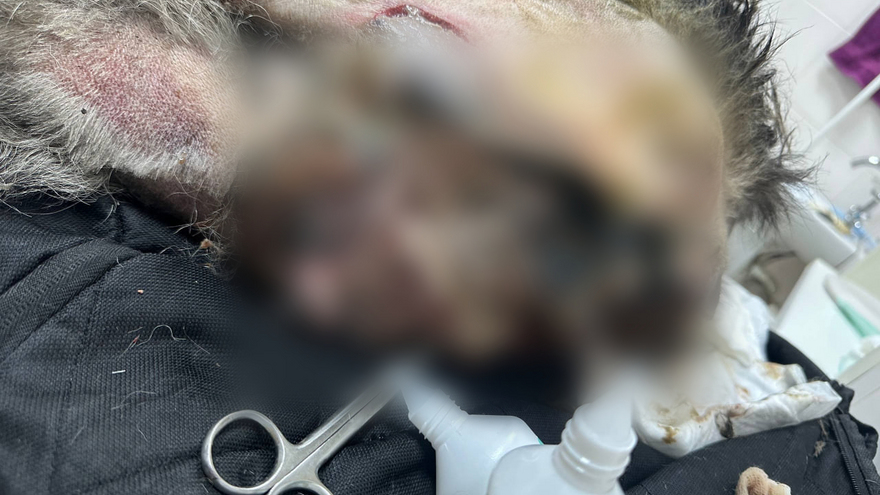 Волонтеры спасли на железной дороге собаку с перебитыми лапами и некрозом