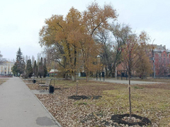 В саратовском сквере Дружбы народов заменят асфальт и разобьют розарий