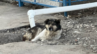Погода в Саратовской области: среда без осадков