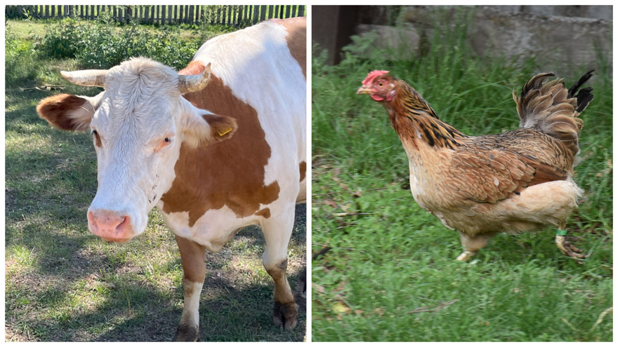 Глава холдинга саратовских птицефабрик рассказал о говяжьей колбасе из курицы