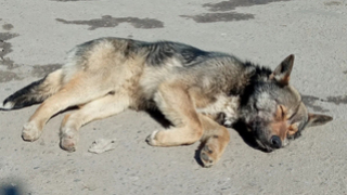 В Саратове завели дело после нападения пса на женщину