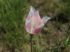 В Саратовской области расцвели краснокнижные тюльпаны