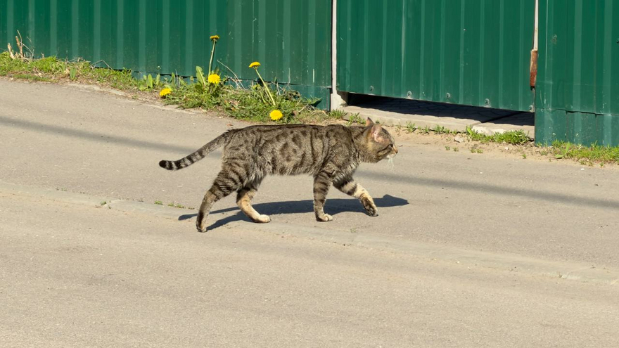 На Воскресенском кладбище возложили цветы к монументу Воин-освободитель