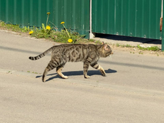 На Воскресенском кладбище возложили цветы к монументу Воин-освободитель