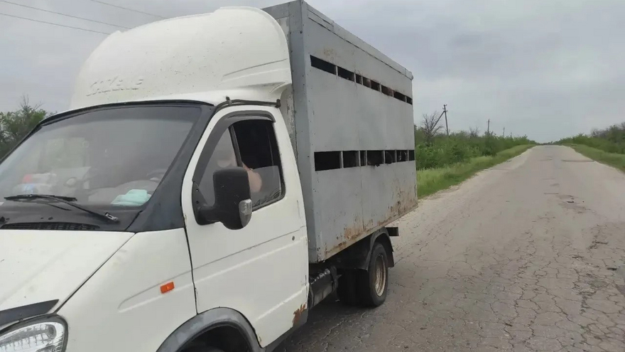 В Саратовской области по пути в Нижний Новгород перехватили овец-нелегалов