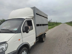 В Саратовской области по пути в Нижний Новгород перехватили овец-нелегалов
