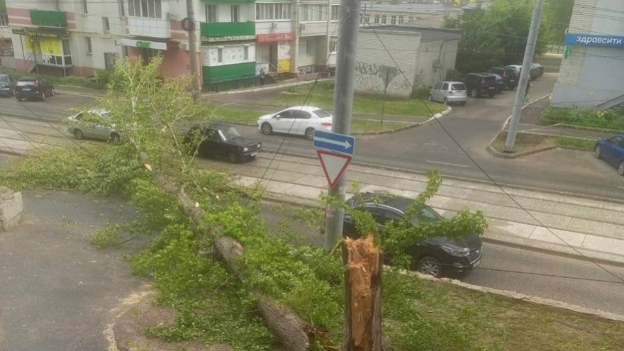 В Саратове рухнувшее дерево парализовало два трамвайных маршрута