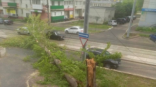 В Саратове рухнувшее дерево парализовало два трамвайных маршрута