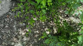 В Энгельсе поймали закладчиков синтетики с криминальным прошлым