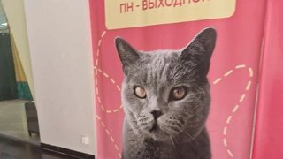 В Челябинске запретили саратовский Мурфест