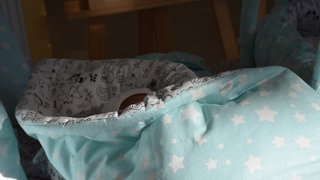 В Саратовской области родились Мухаммад-Али, Сабир и Ясмина