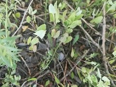 В Саратове задержан водитель-наркокурьер: он хранил синтетику под детским креслом
