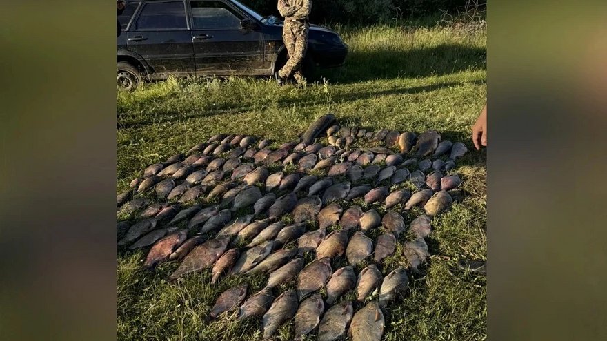 В Саратовской области поймали браконьеров с сетями и 129 кг рыбы