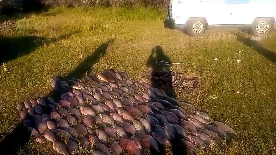 В Саратовской области поймали браконьеров с сетями и 129 кг рыбы