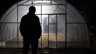 Саратовец устроил на даче плантацию конопли