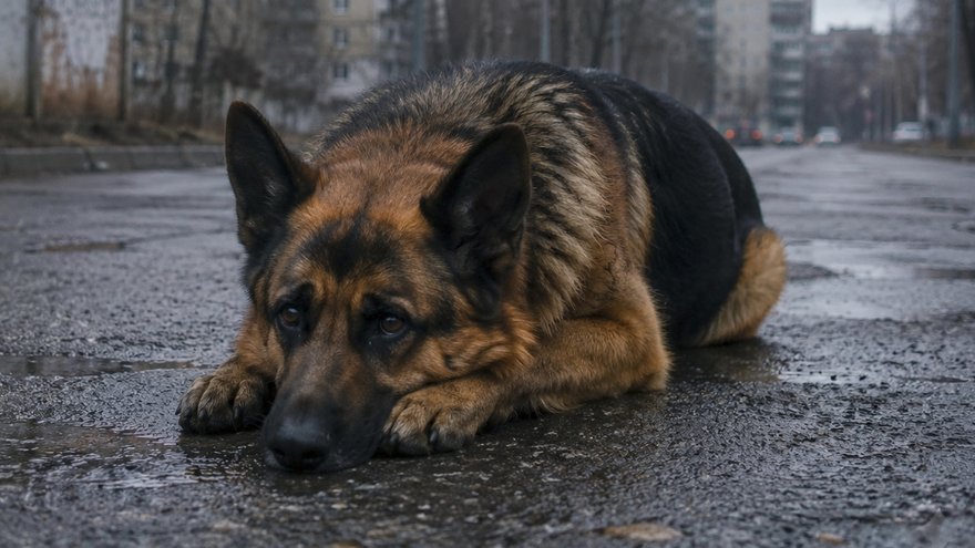 Искалечивший овчарку садист-живодер выслушал приговор