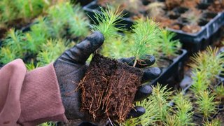 В Саратовской области высадили 1,6 тысячи гектаров лесов