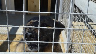 Кассационный суд распорядился закрыть незаконный собачий приют в Саратове