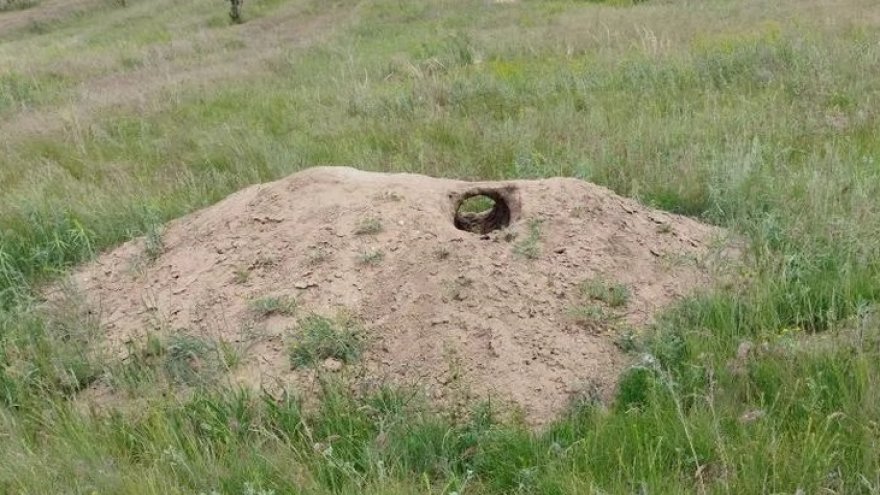 В Саратовской области нашли новые колонии сурков