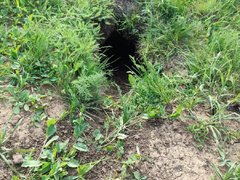 В Саратовской области нашли новые колонии сурков