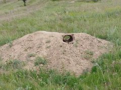 В Саратовской области нашли новые колонии сурков