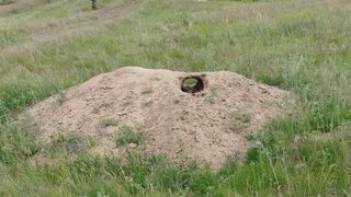 В Саратовской области нашли новые колонии сурков