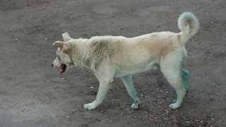 В Саратове бродячая собака покусала пенсионерку