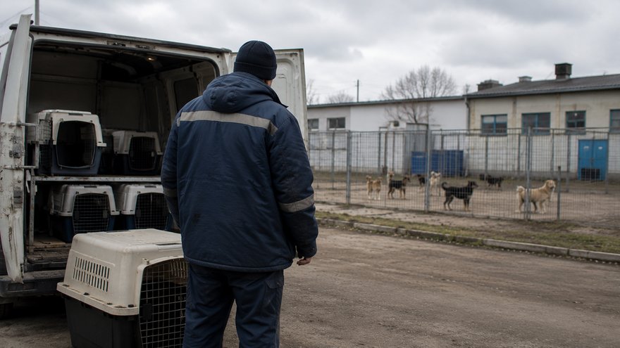 Пойманных на окраине области бродячих собак будут свозить под Саратов