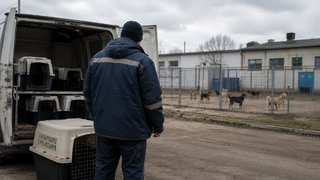 Пойманных на окраине области бродячих собак будут свозить под Саратов