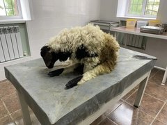В Саратовской области спасли от смерти скрюченного барана
