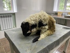 В Саратовской области спасли от смерти скрюченного барана
