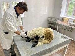 В Саратовской области спасли от смерти скрюченного барана