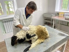 В Саратовской области спасли от смерти скрюченного барана