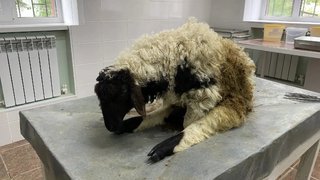 В Саратовской области спасли от смерти скрюченного барана