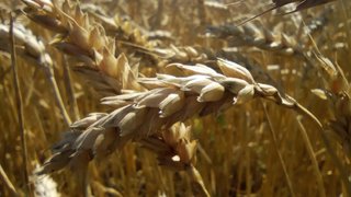 На сельхозпредприятии Федоровский элеватор недоплачивали 45 рабочим