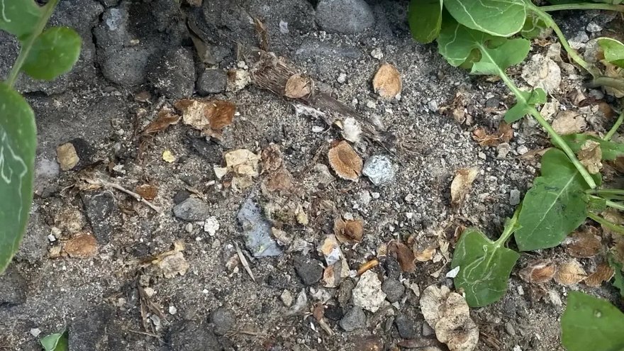 В Саратове поймали женщину с 45 свертками героиновой смеси