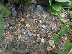 В Саратове поймали женщину с 45 свертками героиновой смеси