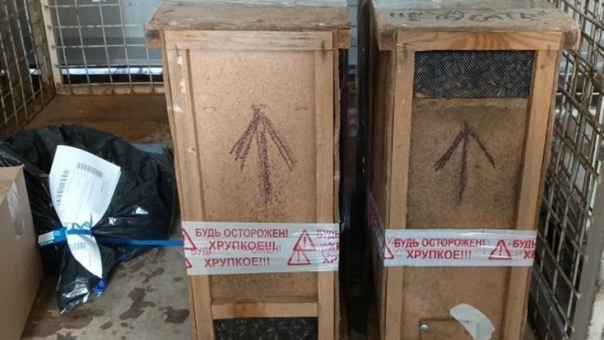 В Саратовскую область почтой доставили живых пчел